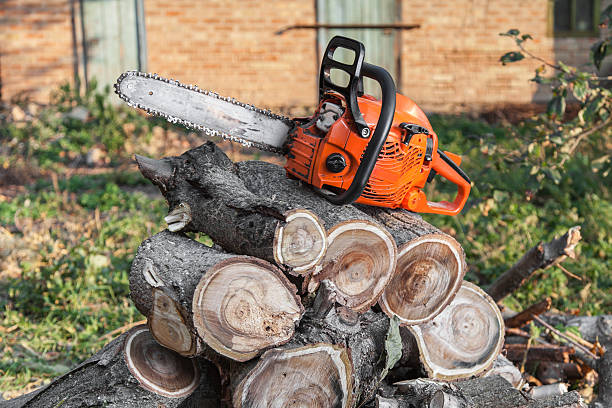 Large Tree Removal in Louisburg, NC